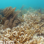 oceans month