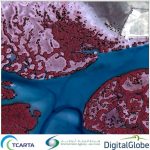 TCarta Delivers Satellite-Derived Mangrove Health Assessment to Abu Dhabi