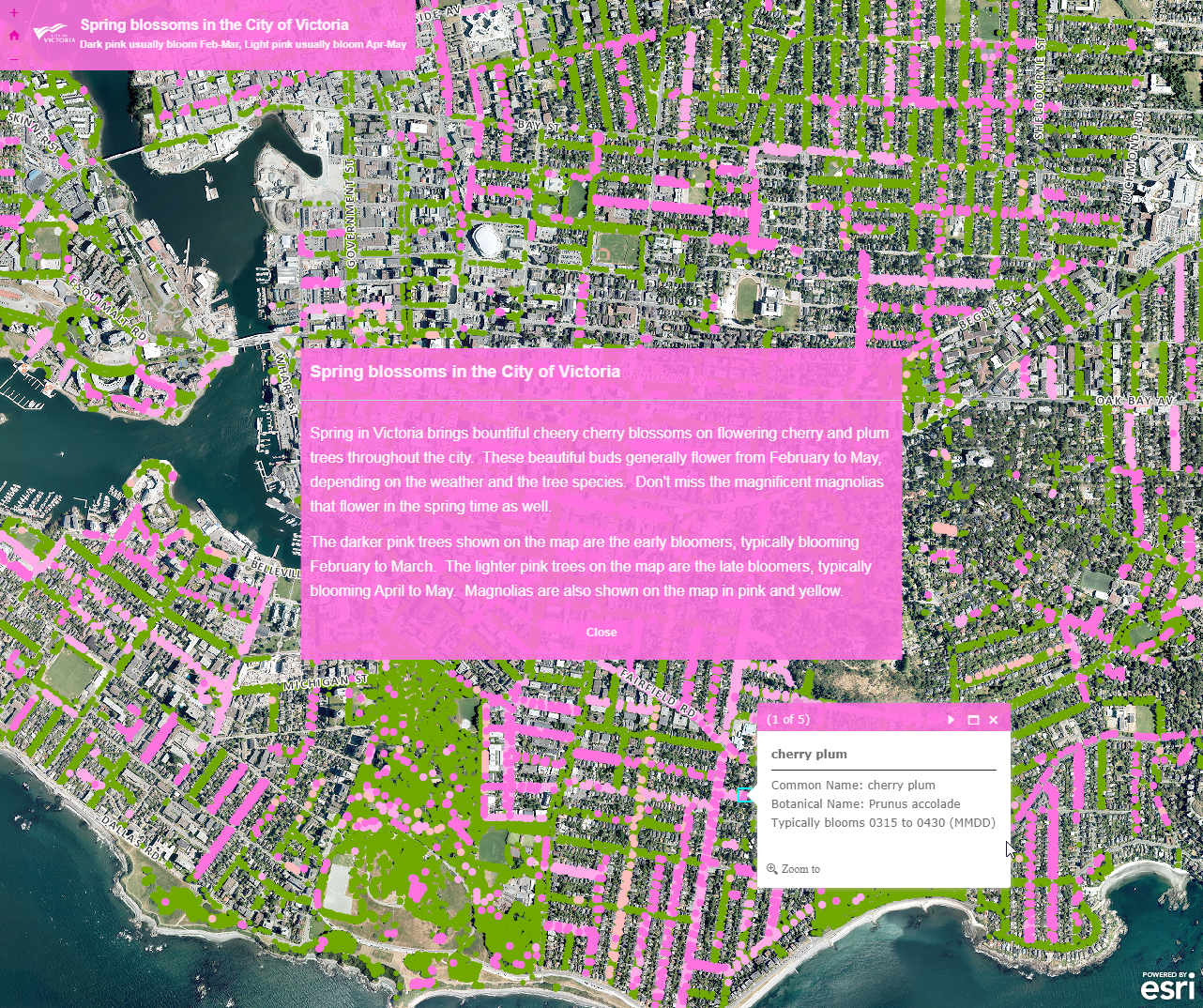 Spring blossoms in the City of Victoria – Victoria, Canada Launches Cherry Blossom Map
