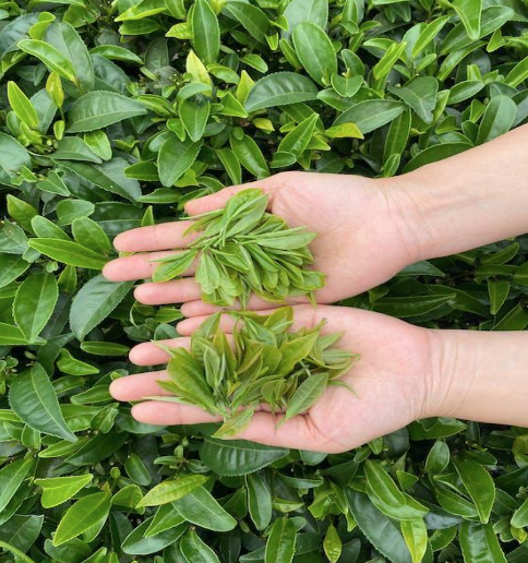 5 Factors To Fulfil To Grow A Healthy Plant From Kratom Seeds - GIS user  technology news